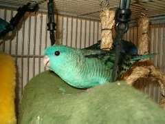 Barred Parakeet